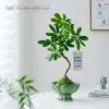 Oito Direções Trazem Riqueza Pé de Pato Madeira Bola de Musgo Planta Interior Sala de Estar Escritório Mesa Quatro Estações Sempre Verde Fácil de Cuidar Planta Verde