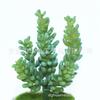 Decoración de planta suculenta de simulación, planta en maceta, adornos de planta verde, Loto de Jade, cadena de dinero, grano de fruta, plato combinado de flores de plástico