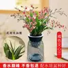 Plántulas de Orquídea Dendrobium Coloridas y Fragantes en Macetas, Disponibles para la Venta en Invierno con Flores, Incluye una Maceta para Plantas Verdes Hidropónicas, Fácil de Mantener en Interiores y Exteriores