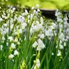 Bulbos de Campânula Importados, Fáceis de Cultivar, Resistentes, Adequados para Uso Interno e Externo, Bulbos para Plantio no Jardim, Bulbos de Campânula