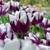 Semillas de bulbos de tulipán, bulbos holandeses de pétalo simple de 5 grados, flores de interior en maceta, florecen todo el año, fáciles de cuidar, aptos para cultivo hidropónico, venta al por mayor
