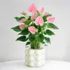 Planta en Maceta de Anturio con Flores, Planta de Interior para Escritorio de Oficina, Planta Verde para Sala de Estar, Purifica el Aire, Bonsái Fácil de Mantener