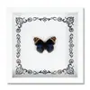 Espécime de Borboleta Real Decoração de Casa DIY Moldura de Madeira para Fotos Suprimentos de Pintura Decorativa Avançada Presente Moderno Presente Criativo