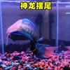 Pez Betta Chino Pez de Agua Fría Cola de Forca Común Fácil de Criar Pez Ornamental Cola de Forca Azul Fuego Australiano No Necesita Cambiar el Agua Alevín de Pez Betta Chino Cola de Forca Común Gigante