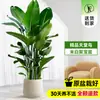 Ave-do-Paraíso Planta Verde em Vaso Planta Grande de Interior para Sala de Estar de Chão Árvore Real Planta de Escritório Dalu Flor Strelitzia Reginae