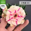 Planta en Maceta Rosa del Desierto con Doble Pétalo, Planta Verde Resistente a la Sequía, Fácil de Cuidar en Interiores o en el Balcón, Planta Suculenta Fácil de Mantener en Verano