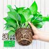 Rábano Verde Maceta Interior Hogar Correa Absorbente de Agua Oficina Casa Nueva Elimina Plantas Verdes Cesta Verde Grande Plantas Interior Absorción de Formaldehído