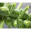 Sementes de Couve de Esporo, Sementes de Couve de Esporo, Sementes de Couve de Broto Pequeno na Primavera e no Outono, Sementes de Vegetais Fáceis de Semear na Varanda