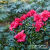 Rhododendron Plantas em Vaso Floridas Flores Xiyang Plantas Verdes Plantas de Escritório Internas de Pátio Árvores com Botões