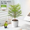 Planta Verde de Escritorio de Oficina en Maceta para Interior Sala de Estar Hermosa Estilo Crema Planta Pequeña en Maceta Fácil de Mantener para Gente Perezosa en Todas las Estaciones y Absorbe Formaldehído