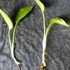 Plántulas de Rábano Verde Hidropónico, Macetas de Flores Cultivadas en Agua, Plantas Verdes Perezosas de Interior para Sala de Estar, Plantas Hidropónicas Fáciles de Cuidar, Venta al por Mayor de Comercio Exterior
