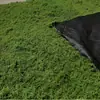 Musgo filamentoso de pelo blanco musgo de lana de hierba musgo verde artificial arreglo de paisaje césped bonsái plantación en maceta