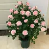 Plántulas de Rosas Fragantes de Una Pieza Envío Directo Reina Sueca Floración Abundante de Flores de Rosa en Todas las Estaciones Flores en Maceta