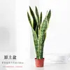 Planta de Vaso Orquídea Tigre de Phnom Penh Suculenta Fácil de Cuidar Planta Hidropônica Planta Verde Flor de Escritório Orquídea Tigre Atacado
