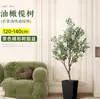 Planta de olivo en maceta para sala de estar interior, esquejes reales, planta grande en maceta, fácil de cuidar, adecuada para inauguración de casa y mudanza