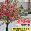 Planta joven de begonia patio suelo plantado vara alta Xifu seda colgante begonia americana flor maceta cuatro estaciones flores abiertas plantas resistentes al frío