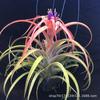 Piña de Aire Planta sin Tierra para Personas Mayores, Hierba de Aire Piña Planta Verde Creativa de Cuatro Estaciones Perenne Colgante de Interior