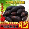 Capullos de gusano de seda tussah del noreste frescos, capullos de gusano de seda amarillo grande silvestres, capullos de cigarra vivos frescos, capullos de cigarra negros y amarillos silvestres 500g, disponibles todo el año