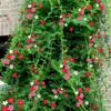 Sementes de Centáurea Perene no Atacado de Várias Regiões, Sementes de Dianthus Multicolores, Flores Medicinais, Flores de Trigo Gigantes, Sementes para Jardinagem