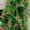 180 Variedades de Sementes de Flores Não Repetitivas, Fáceis de Cultivar em Todas as Estações, Podem Afastar Mosquitos, Adequadas para Varandas Internas e Externas, Distribuição Transfronteiriça