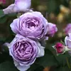 Dropshipping Jugo Balcón Plántulas de Rosa Rosas Florecientes Flores en Maceta Plantas Trepadoras Enredaderas Rosa Plantas Verdes