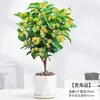 Osmanthus en Maceta Osmanthus de Cuatro Estaciones de Aroma Fuerte Plántula de Flor de Osmanthus Interior Balcón Perenne Floreciente de Hoja Perenne Escritorio