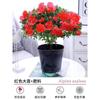 Dropshipping Azalea Planta en Maceta de Flor Doble Floración Interior Todo el Año con Capullos Grandes y Fácil de Cultivar