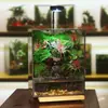 Musgo Micro Paisagem Tanque Floresta Tropical Tanque de Peixes Aquático-Terrestre Planta de Mesa de Escritório Planta em Vaso Paisagismo Criação de Caranguejos Sapos Produto Acabado