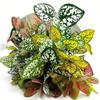 Amazon Simulación Planta Verde Ramo Pequeño Estrella Poinsettia Verde Rosa Hojas de Árbol Falso Ruibarbo de Campo Regalo Adornos Decorativos para Habitación de Boda