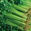 Semillas de Perejil Pequeño de Jaspe al por Mayor, Semillas de Apio Pequeño, Crecimiento de Apio de Agua, Siembra Rápida de Semillas de Verduras en Todas las Estaciones