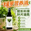 Adubo Nutritivo para Jiboia Adubo Especial Planta em Vaso Jiboia Solução Nutricional Adubo para Flores Solo Doméstico Cultivo em Água Uso em Flores