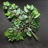 Árbol Vid Vid Vid Planta Artificial Hoja de Uva Boda Paisaje Balcón Tubería Jardín Árbol Planta Verde Decoración
