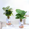 Plantas Hidropônicas São Fáceis de Cultivar em Ambientes Internos. Caladium Maçã Verde Planta Verde Plantas em Vasos São Adequadas para Sala de Estar e Mesa de Escritório em Todas as Estações. Folhas Grandes Toleram Sombra