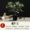 Dáfne Odora em Vaso com Fragrância Forte, Planta Grande e Madura, Planta de Flor de Ano Novo em Vaso com Botões de Flor, Planta de Flor para Varanda Resistente ao Frio para Interior