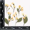 Forma Natural Ramas de Flores Mixtas Flores Secas en Relieve Muestras Materiales Decorativos DIY Hechos a Mano Colección de Plantas Pinturas Decorativas