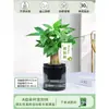 Árbol del Dinero Maceta Flores, Sala de Estar, Casa Próspera, Plantas Verdes, Fácil de Cultivar en Todas las Estaciones, Árbol del Dinero, Plantas Hidropónicas de Escritorio para Oficina