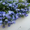 Una generación de plántulas en maceta de copo de nieve azul cuatro estaciones abierto patio balcón alféizar enredadera trepadora puede colgar flores y plantas verdes