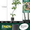 Habitat de folha de glicínia planta verde artificial alto padrão luxo leve interior sala de estar chão árvore falsa biônica planta em vaso