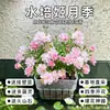 Planta de Rosa Miniatura para Paisajismo de Acuario, Planta Hidropónica, 'Ji Yingtou' con Cesta de Plantación, Pequeña Planta Verde Floreciente de Montaje en Pared con Tierra