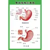 Estructura Promocional Diagrama Sistema Diagrama Esquemático Anatomía Médica Órganos Humanos Cartel de Pared Corazón Órganos Internos Hospital Cuerpo Humano