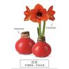 Dropshipping Peru Spot Importado Semente Bulbo Selo de Cera Amaryllis Bola de Cera Vermelha Caixa de Presente Não Precisa de Água e Terra Mesa Varanda