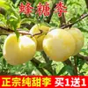 Venta Dropshipping de Plántulas de Ciruelo-Azúcar de Abeja Injertadas con Plántulas de Fruta de Ciruela Extra Grande de Maduración Tardía para Plantar en el Norte y Sur de China