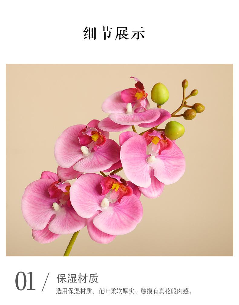烟雨5头蝴蝶兰_12.jpg