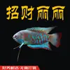 Pez Manlong, Alevines de Agua Dulce, Peces Ornamentales, Fáciles de Criar, Resistentes, Peces Pequeños Que No Necesitan Oxígeno, Pez Lili Pequeño y Colorido, Peces Vivos para Principiantes