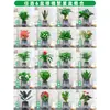Rábano Verde Árbol de la Fortuna Espárrago Bambú Flor de Incienso de Nueve Millas Planta en Maceta Interior Menta Bambú Rico Planta Hidropónica Fácil de Alimentar