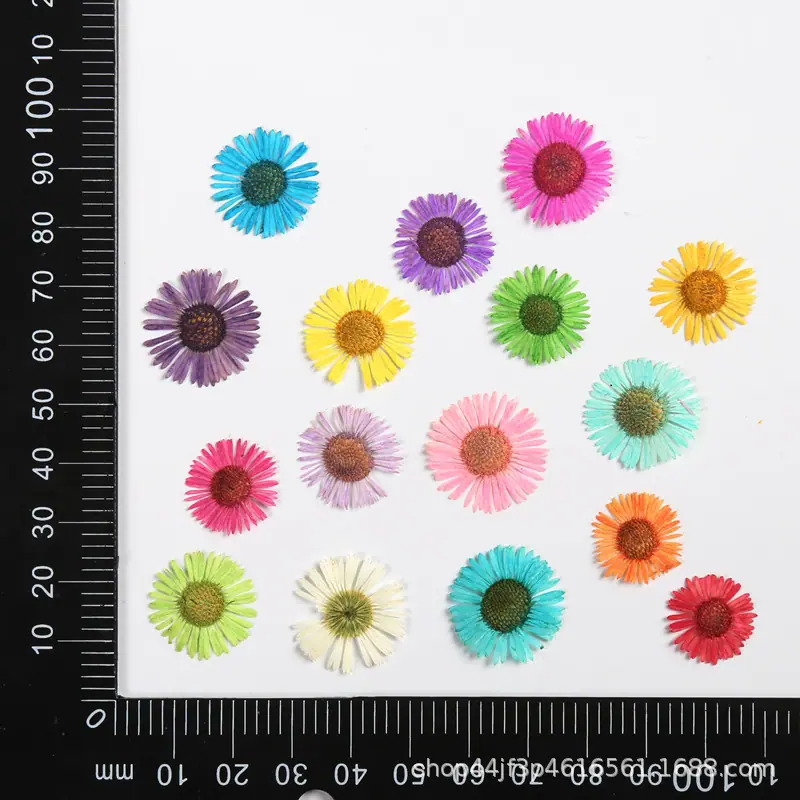 针菊