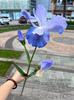 Nueva simulación Iris púrpura comercio exterior 3 cabezas Iris Blanco púrpura Viento Alice Garden decoración de boda falso