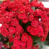 Planta en Maceta Flor de Longevidad Cuatro Estaciones con Doble Pétalo, Capullos Extra Grandes, Fácil de Cultivar, Adecuada para Balcones Interiores y Mesas