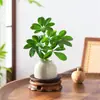 Bonsai das Oito Direções da Riqueza: Planta em Vaso Madeira Pata de Pato para Hidroponia, Verde para Mesa de Escritório, Sala de Estar, Fácil de Cuidar em Todas as Estações
