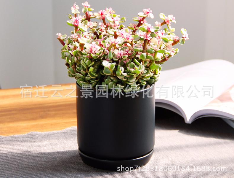 闆呬箰涔嬭垶璇︾粏2